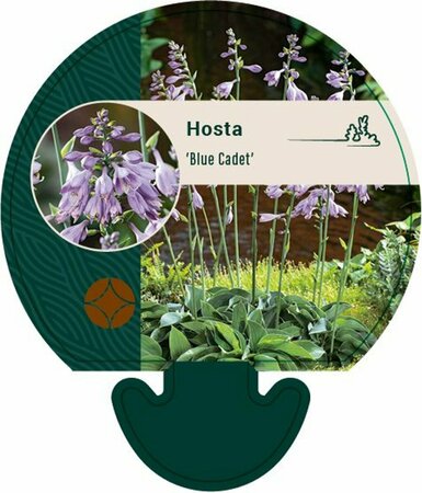 Hosta 'Blue Cadet' P9 - afbeelding 5