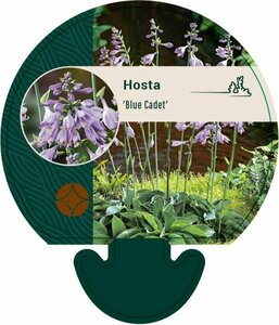 Hosta 'Blue Cadet' P9 - afbeelding 5