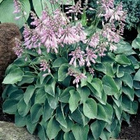 Hosta 'Blue Cadet' P9 - afbeelding 4