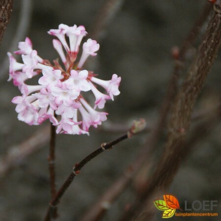 Viburnum bodnantense 'Charles Lamont' 100/125 C. - afbeelding 1