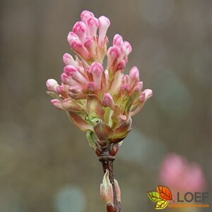 Viburnum bodnantense 'Charles Lamont' 100/125 C. - afbeelding 2