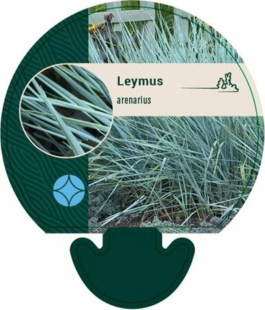 Leymus arenarius C2 - afbeelding 2