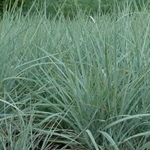 Leymus arenarius C2 - afbeelding 4