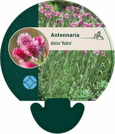 Antennaria dioica 'Rubra' P9 - afbeelding 1