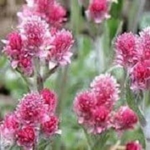Antennaria dioica 'Rubra' P9 - afbeelding 2