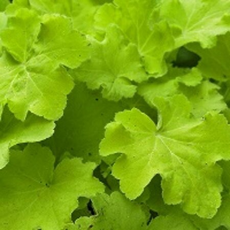 Heuchera 'Citronelle' P9 - afbeelding 2
