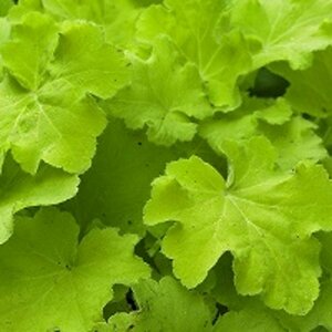 Heuchera 'Citronelle' P9