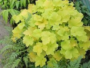 Heuchera 'Citronelle' P9 - afbeelding 3