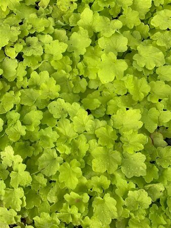 Heuchera 'Citronelle' P9 - afbeelding 1