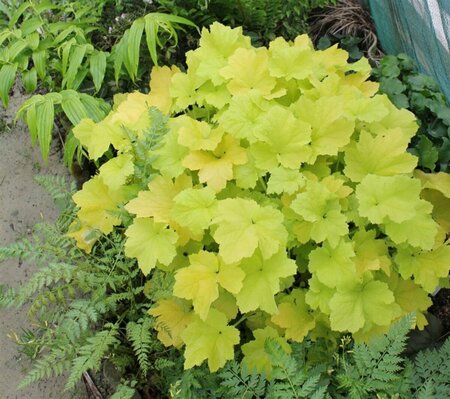 Heuchera 'Citronelle' P9 - afbeelding 4