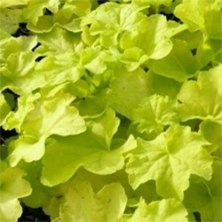 Heuchera 'Citronelle' P9 - afbeelding 5