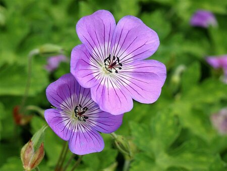 Geranium 'Sylvia's Surprise' P9 - afbeelding 1