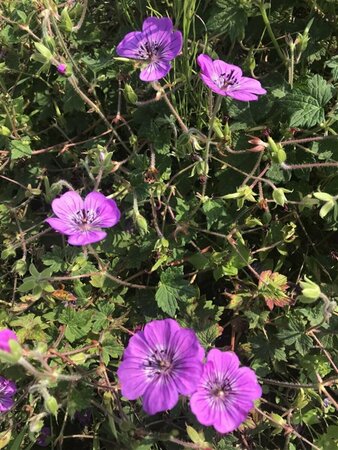 Geranium 'Sylvia's Surprise' P9 - afbeelding 2