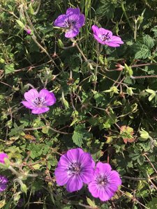 Geranium 'Sylvia's Surprise' P9 - afbeelding 2