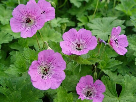 Geranium 'Sylvia's Surprise' P9 - afbeelding 3