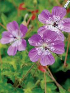 Geranium 'Sylvia's Surprise' P9 - afbeelding 4