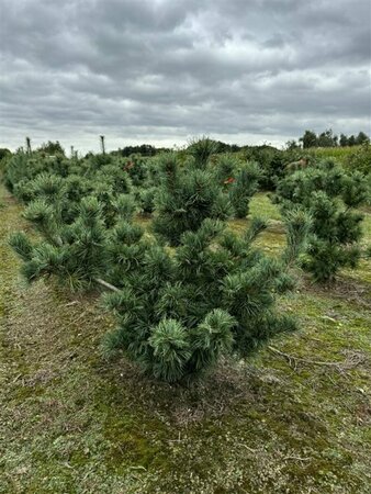 Pinus parv. 'Schoon's Bonsai' 60/80 KL.