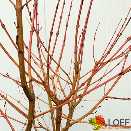 Cornus sanguinea 'Midwinter Fire' 60/80 C. - afbeelding 1