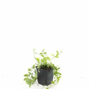 Vinca minor 'Aureovariegata' P9 - afbeelding 3