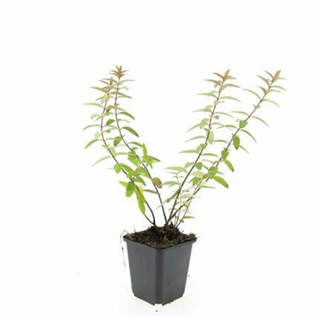 Hypericum 'Hidcote' 30/40 C. - afbeelding 1