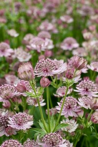 Astrantia major P9 - afbeelding 6