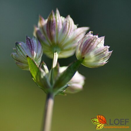 Astrantia major P9 - afbeelding 1