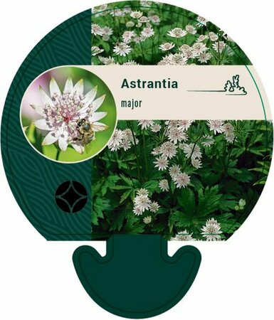 Astrantia major P9 - afbeelding 4
