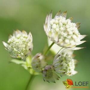 Astrantia major P9 - afbeelding 2
