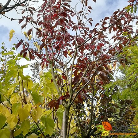 Prunus serrula 'Royal Burgundy' ST. 120 C.