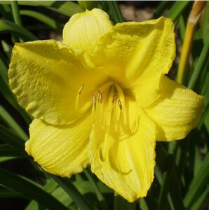 Hemerocallis 'Happy Returns' P9 - afbeelding 3