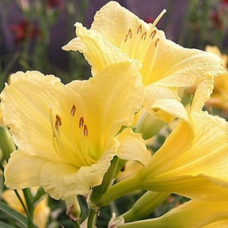 Hemerocallis 'Happy Returns' P9 - afbeelding 4