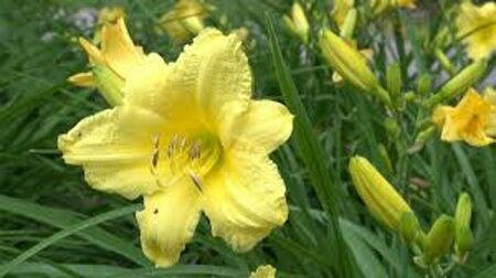 Hemerocallis 'Happy Returns' P9 - afbeelding 5