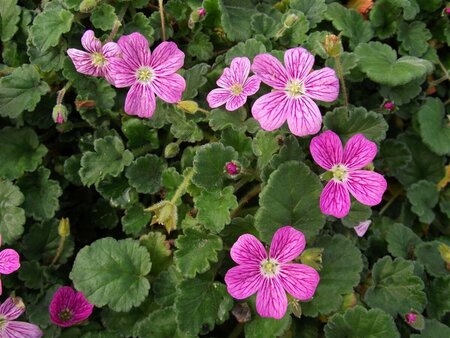 Erodium variabile 'Bishop's Form' P9 - afbeelding 4