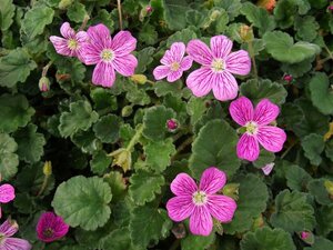 Erodium variabile 'Bishop's Form' P9 - afbeelding 4