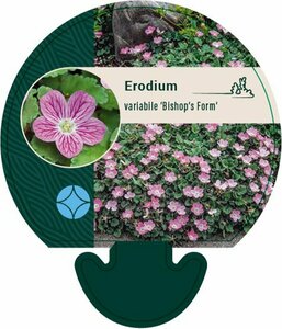 Erodium variabile 'Bishop's Form' P9 - afbeelding 9