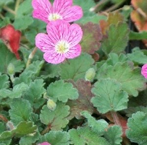 Erodium variabile 'Bishop's Form' P9 - afbeelding 5