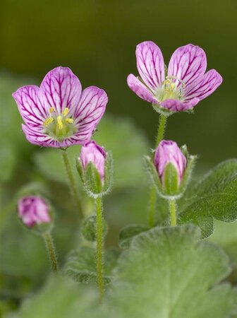 Erodium variabile 'Bishop's Form' P9 - afbeelding 6