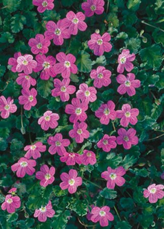 Erodium variabile 'Bishop's Form' P9 - afbeelding 7