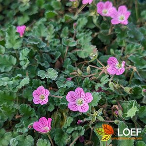 Erodium variabile 'Bishop's Form' P9 - afbeelding 2