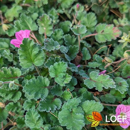 Erodium variabile 'Bishop's Form' P9 - afbeelding 3