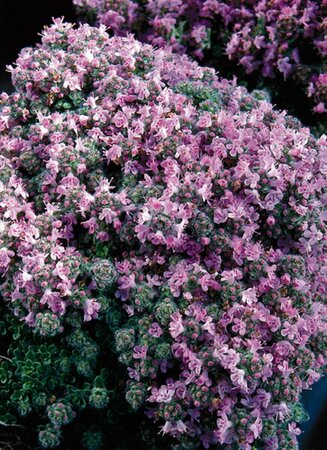 Thymus praecox 'Pseudolanuginosus' P9 - afbeelding 1