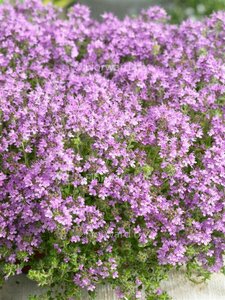 Thymus praecox 'Pseudolanuginosus' P9