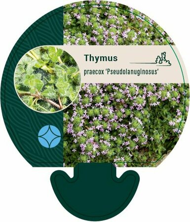 Thymus praecox 'Pseudolanuginosus' P9 - afbeelding 3