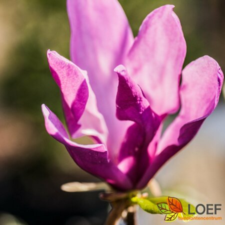 Magnolia 'Galaxy' 275/300 C.