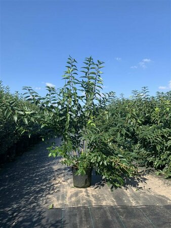 Forsythia intermedia 'Lynwood' 150/175 C. - afbeelding 2