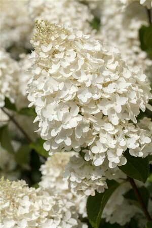 Hydrangea paniculata 'Silver Dollar' C7.5 - afbeelding 1