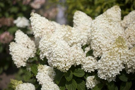 Hydrangea paniculata 'Silver Dollar' C7.5 - afbeelding 2