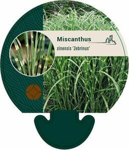 Miscanthus sinensis 'Zebrinus'=strictus P9 - afbeelding 1