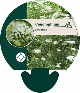 Cenolophium denudatum P9 - afbeelding 1