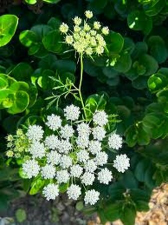 Cenolophium denudatum P9 - afbeelding 2